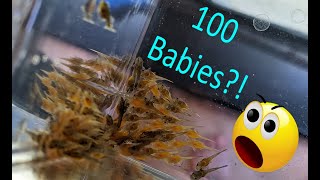 100 Plecos  Longfin Pleco Baby Extraction [upl. by Janos240]