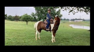 Cattle WorkingJumping4H  Quarter Pony Gelding For Sale [upl. by Gunther]