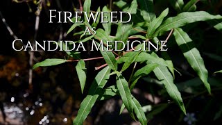 Fireweed as Candida Medicine [upl. by Sahc226]