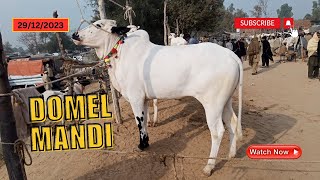 Domel Mandi Latest Rates And Updates  Fatehjangi Bull  Dhani Bull [upl. by Macswan337]