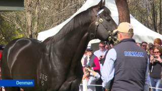 Darley 2014 Stallion Parade at Kelvinside Australia [upl. by Gan452]