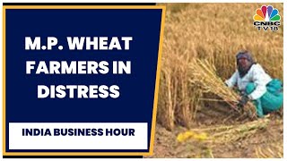 Unseasonal Rains Wheat Farmers In Madhya Pradesh Stare At Losses  India Business Hour  CNBCTV18 [upl. by Enymzaj65]