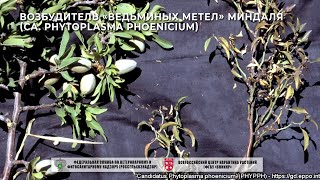 Возбудитель «ведьминых метел» миндаля Ca Phytoplasma phoenicium [upl. by Jesselyn]