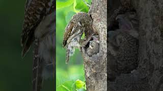 Barred Owlet Feeding its Baby Owls shorts barred owl sound owlet [upl. by Ainahtan]