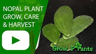 Nopal  grow care harvest amp Eat [upl. by Navar644]