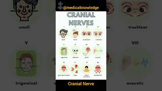 Cranial Nerve cranialnerves Cranial Nerve BASICS  The 12 cranial nerves and how to remember Them [upl. by Dayna]