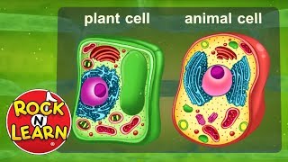 Life Science for Kids  Photosynthesis Cells Food Chains amp More [upl. by Colas]