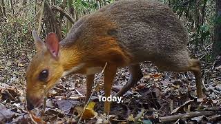 Meet The Chevrotain [upl. by Fitalludba]