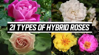 21 Types of Hybrid Roses  The Planet of Greens [upl. by Groark450]