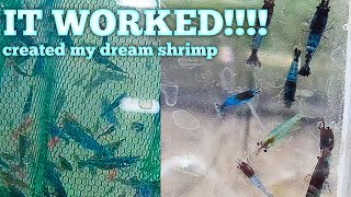 I Mixed Different Colors of Shrimp and Created My Dream Shrimp [upl. by Ruhl]