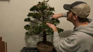 Cleanup of a Hinoki Cypress Bonsai [upl. by Naoj]