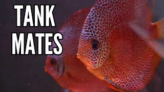 Top 10 Tank Mates for Discus Fish [upl. by Ylurt]