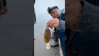 Massive Razor Clam With a Huge Digger [upl. by Adnyleb]