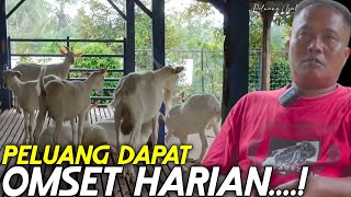 1 JUTA PER HARI OMZET DARI KAMBING INI  LURISAE FARM [upl. by Idram]