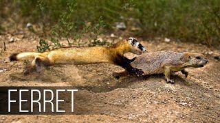 FERRET in Action Facts about Fast and agile Ferret terrifies snakes rabbits and squirrels [upl. by Nakashima]