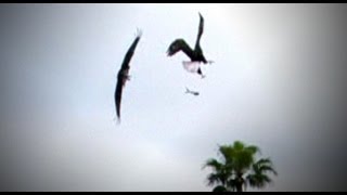 Bald Eagle Midair Fight Caught on tape at a football camp [upl. by Walter]