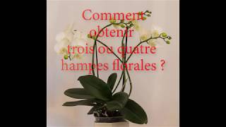 Orchidées Comment obtenir plusieurs hampes floralescomment faire refleurir une orchidée [upl. by Adiehsar]