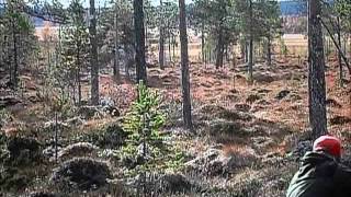 Moose hunting Rendalen Norway Elgjakt Rendalen [upl. by Yrocej]