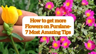 How to grow and care Purslane for maximum floweringपर्सलेन पर ज्यादा फूल पाने के टिप्सcaretips [upl. by Cynthia]