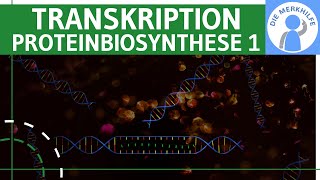 Transkription  Proteinbiosynthese 1  Ziel Ablauf amp Phasen einfach erklärt  Genetik Bio Abitur [upl. by Aikenat507]