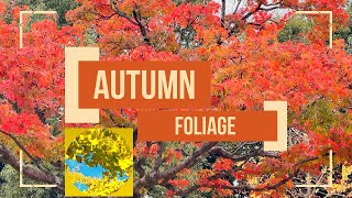 Autumn Foliage in Japan  Fall leaves viewing 2022  Ofelia Japan [upl. by Bebe]