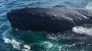 Fishermen off the coast of NJ get a whale of a surprise [upl. by Hilly]