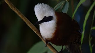 Whitecrested Laughingthrush [upl. by Huskamp]