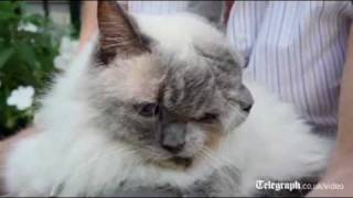 Weird cat with two faces breaks Guinness world record [upl. by Leavelle]