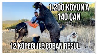 1200 KOYUN  140 ÇAN  DAĞLAR YIKILIYOR 12 KURTÇU KÖPEĞİ İLE ÇOBAN RESUL [upl. by Noled]