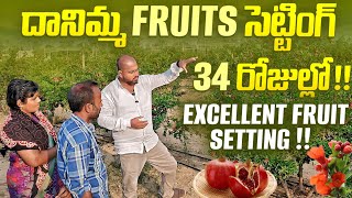 దానిమ్మ Fruits సెట్టింగ్ 34 రోజుల్లోExcellent fruit settingpomogranate farming horticulture [upl. by Gorrian]