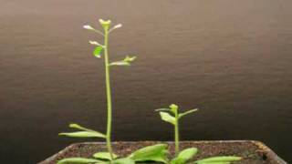 Arabidopsis Time Lapse 9 [upl. by Tecil]