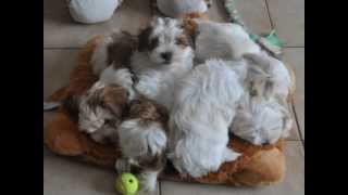 Havanese puppies from birth till 8 weeks [upl. by Chrissie]