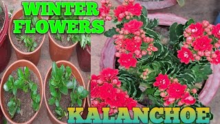 PROPAGATION OF KALANCHOE PLANTReporting of kalanchoe Nirakar shanti vlog [upl. by Elrahc]