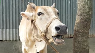 Village 6 Cow Mooing Cow Sound Cow Standing Near The House Cow Want Grass Food [upl. by Siradal]