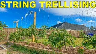 The BEST Method Of Tying Tomatoes String Trellis Tomatoes [upl. by Nhguaval]