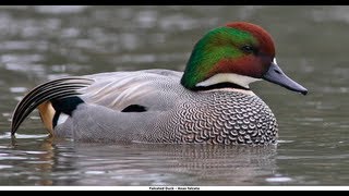 Falcated Duck with an Attitude [upl. by Adnahsar]