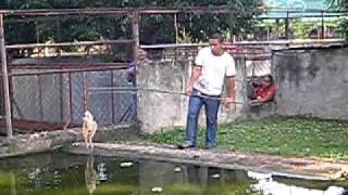 BIGGEST CROCODILE EVER NAME LAPULAPU [upl. by Melgar]