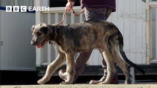 Puppys First Trip to the Seaside  Wonderful World of Puppies  BBC Earth [upl. by Urina888]