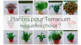 Plantes pour Terrarium  lesquelles choisir  DTerrariums 🌿 [upl. by Adnaral]