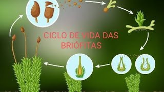 CICLO DE VIDA DAS BRIÓFITAS [upl. by Stedt]