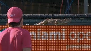 Iguana Runs On Court Halts Match At The Miami Open [upl. by Thayne]