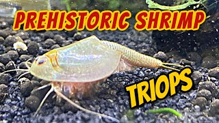 30 Days of Triops  Hatching Growth and Behavior  Feeding [upl. by Debby]