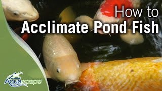 Acclimating Pond Fish with Aquascapes Pond Detoxifier [upl. by Feinleib]