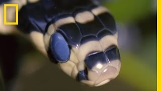 King Cobra Devours Water Snake  National Geographic [upl. by Daly]