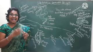 1st interwuchereria bancrofti life cycle [upl. by Daisie]