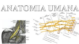 Plesso brachiale  Anatomia Umana [upl. by Maice291]