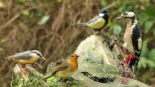 Bird Sounds Spectacular  8 HOURS of Beautiful British Birds [upl. by Aiet]