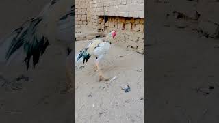 Aseel murga farming aseelmurga rooster indiaaseel birds india pakistani [upl. by Annaes]