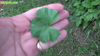 ⟹ Common mallow  Malva neglecta  Another great plant to know about [upl. by Darnell]