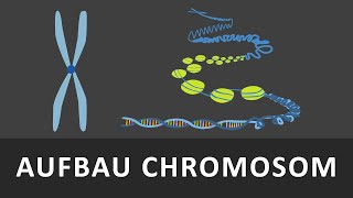 Aufbau Chromosomen  Chromatin  Spiralisierung der DNA einfach erklärt  Verpackung der DNA [upl. by Atlas780]